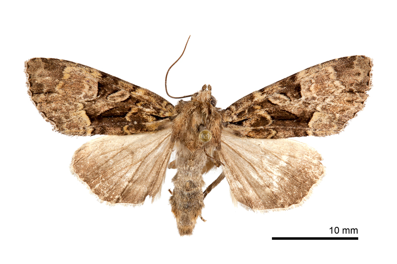 Apamea changi Female